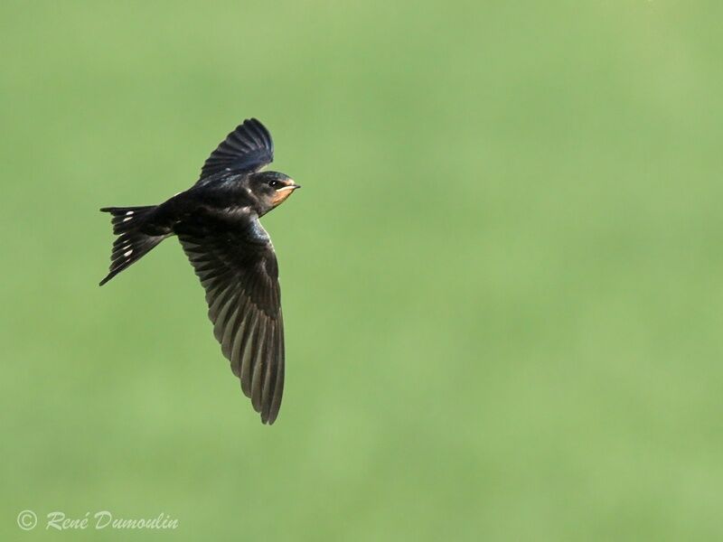 Barn Swallowjuvenile, Flight