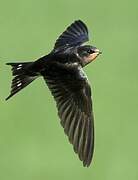 Barn Swallow