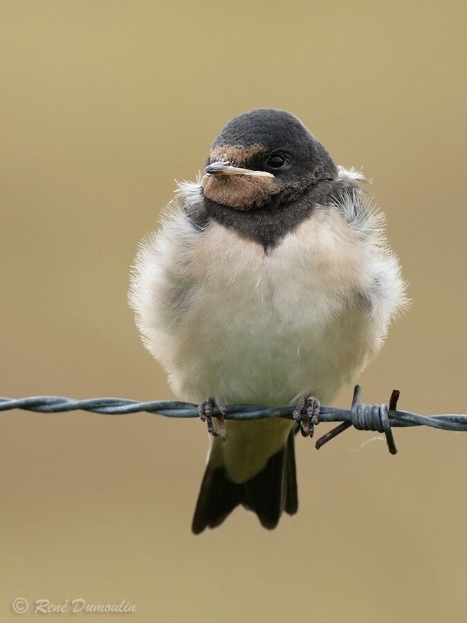 Hirondelle rustiquejuvénile, identification