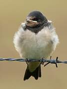 Barn Swallow