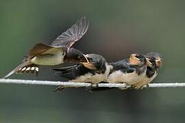 Barn Swallow