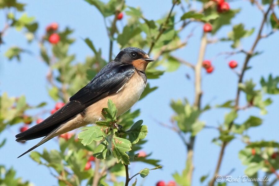 Hirondelle rustique1ère année, identification