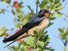 Barn Swallow