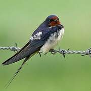 Barn Swallow