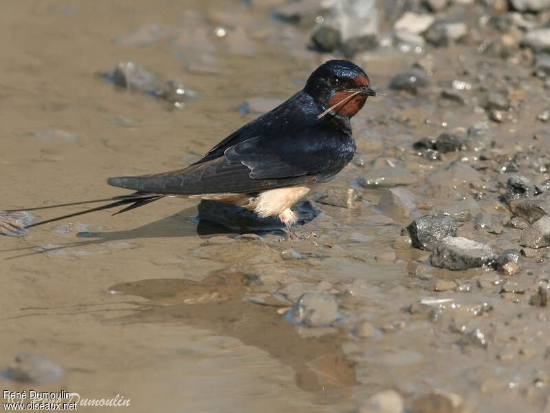 Barn Swallow male adult, identification, Reproduction-nesting, Behaviour