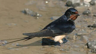 Barn Swallow