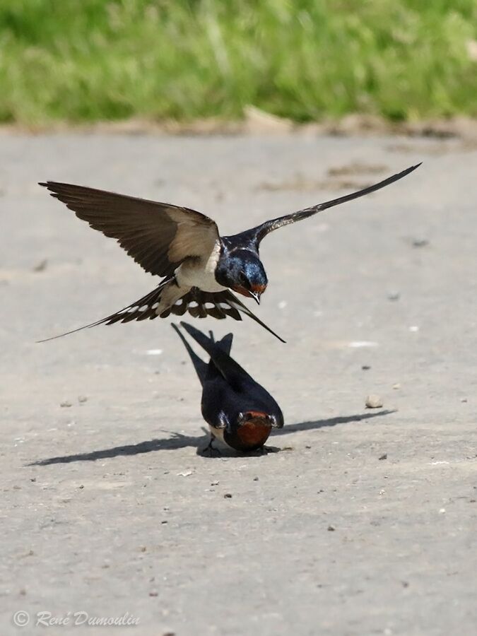 Hirondelle rustiqueadulte, accouplement.