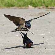 Barn Swallow