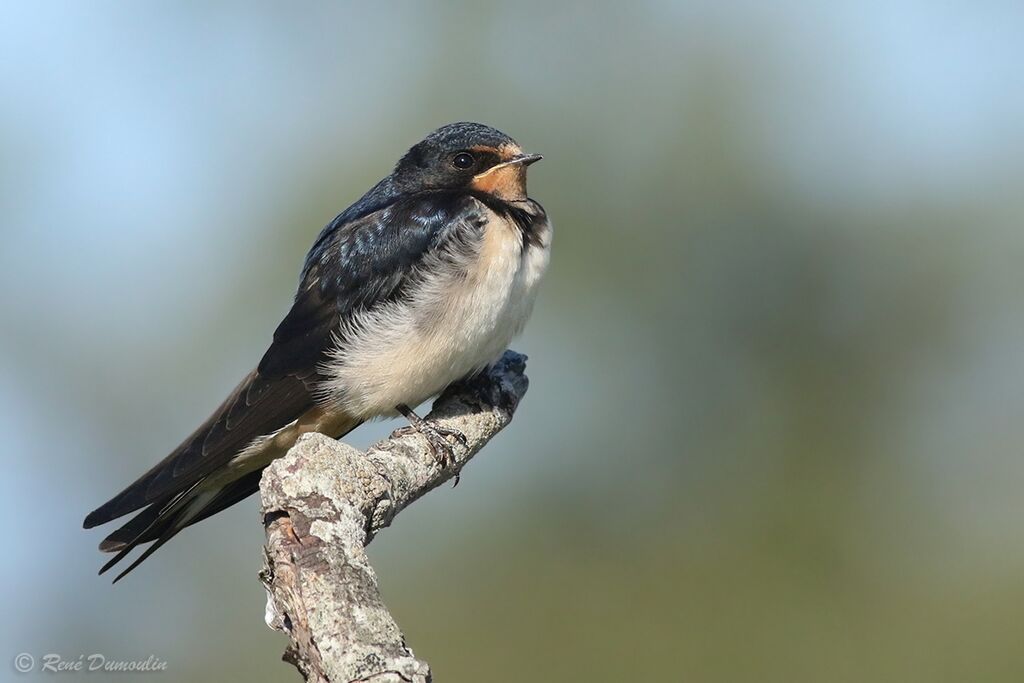 Hirondelle rustique1ère année, identification