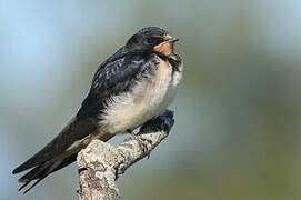 Barn Swallow