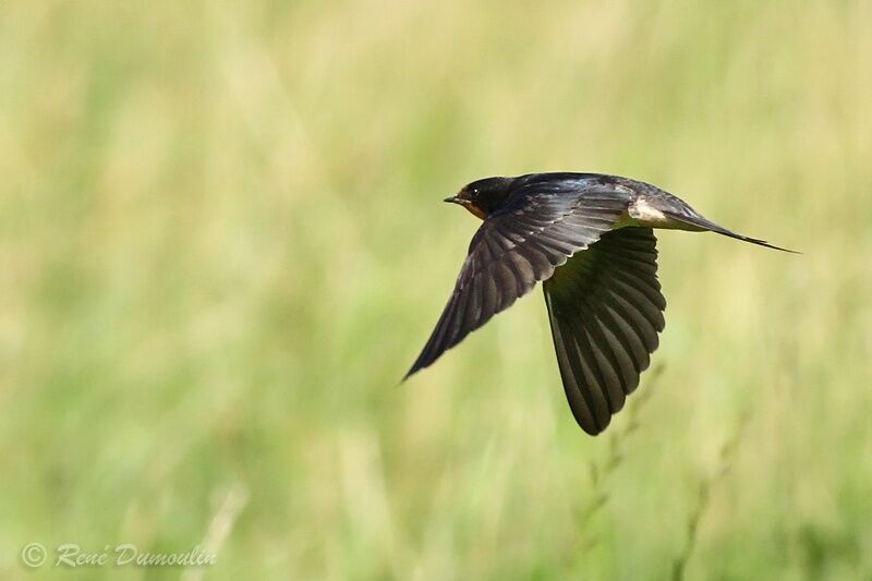 Barn Swallowimmature, Flight