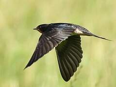 Barn Swallow