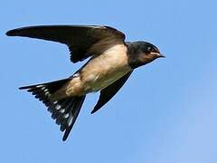 Barn Swallow