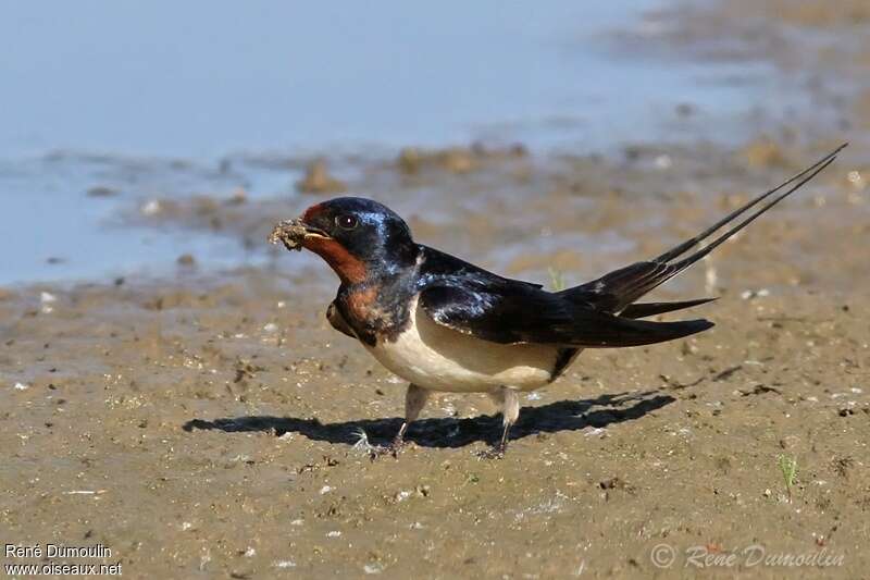 Barn Swallow male adult, Reproduction-nesting