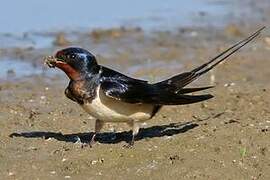 Barn Swallow