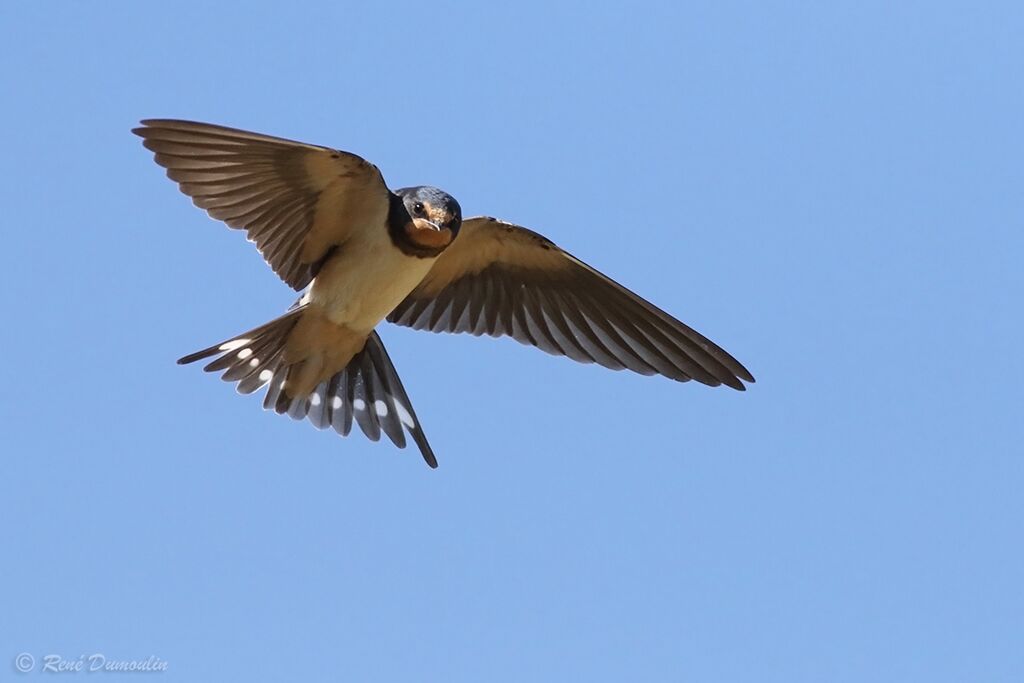 Barn SwallowFirst year, Flight