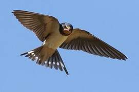 Barn Swallow