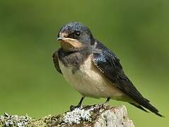 Barn Swallow