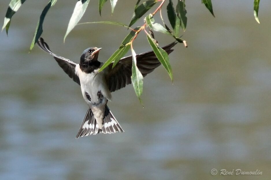 Hirondelle rustiquejuvénile, Vol