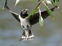 Barn Swallow