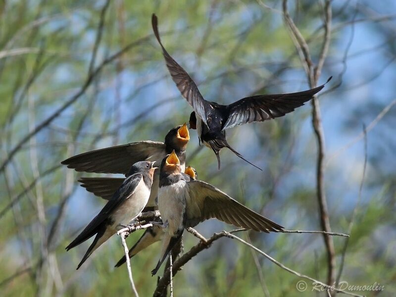 Hirondelle rustique, identification, Nidification