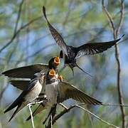 Barn Swallow