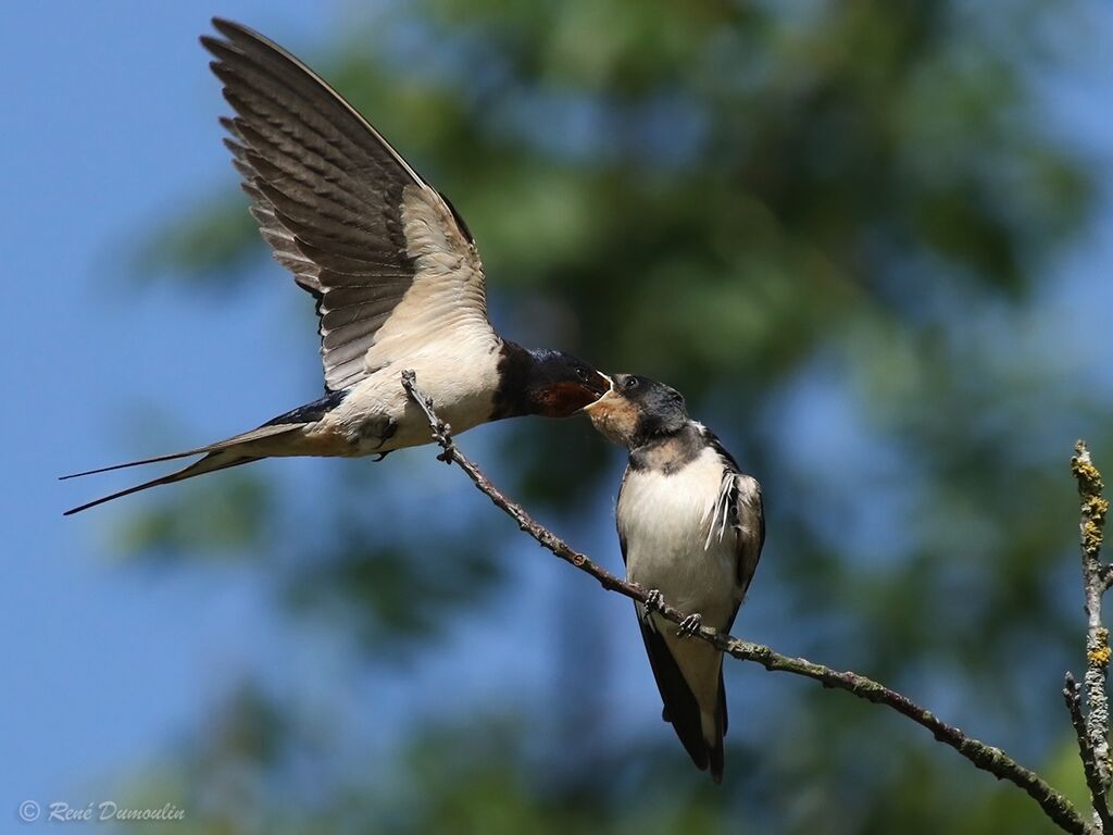 Hirondelle rustique femelle adulte nuptial, Vol, Comportement