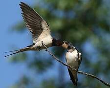 Barn Swallow