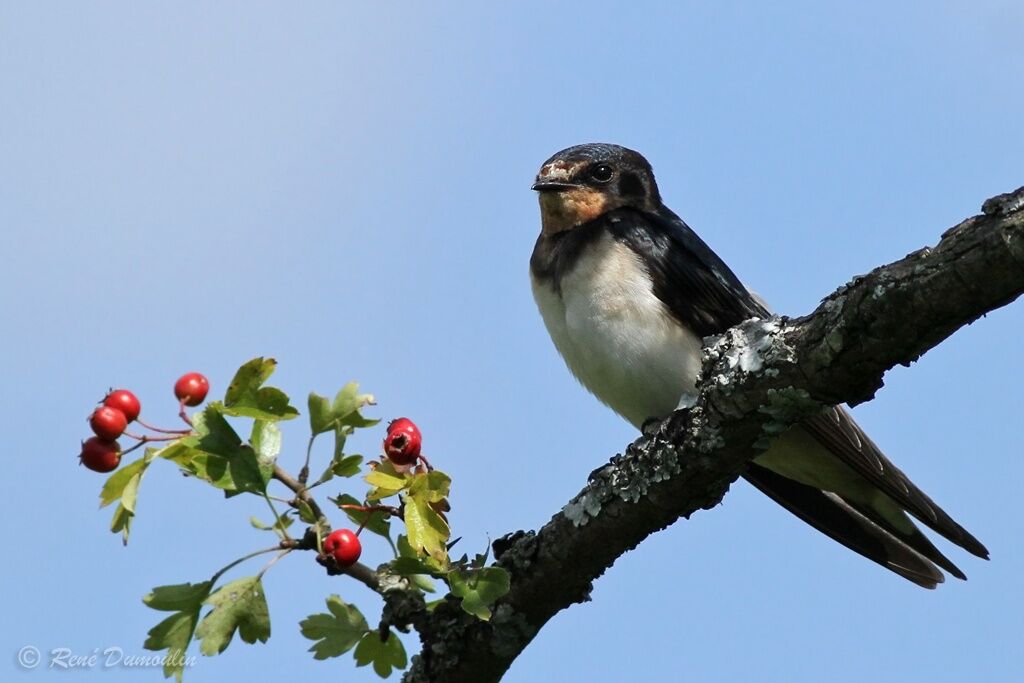 Hirondelle rustique1ère année, identification