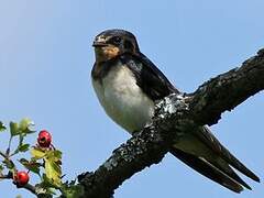 Barn Swallow