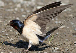 Barn Swallow