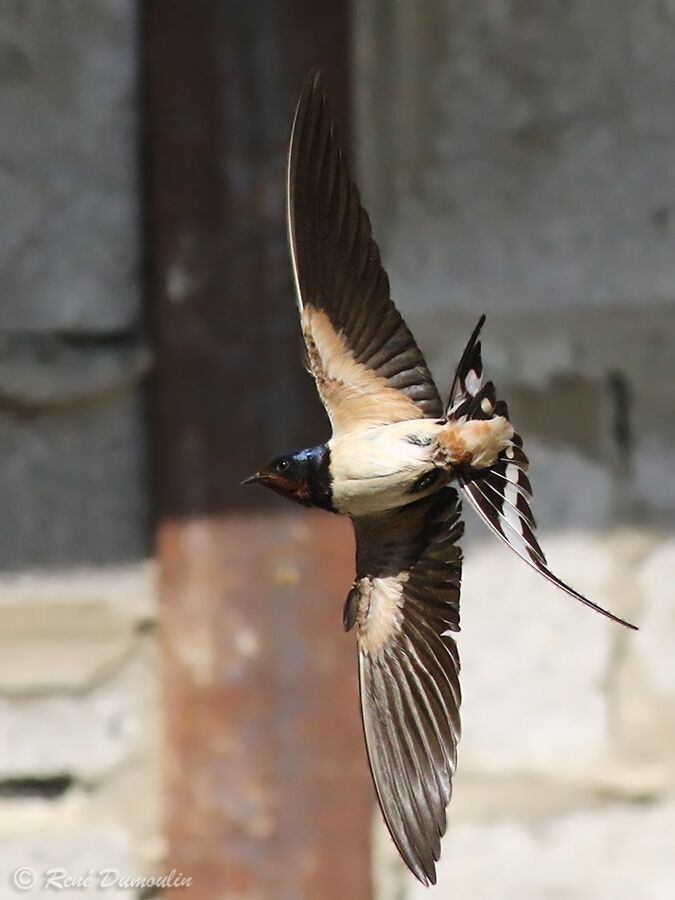 Barn Swallow male adult breeding, Flight