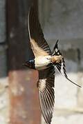 Barn Swallow