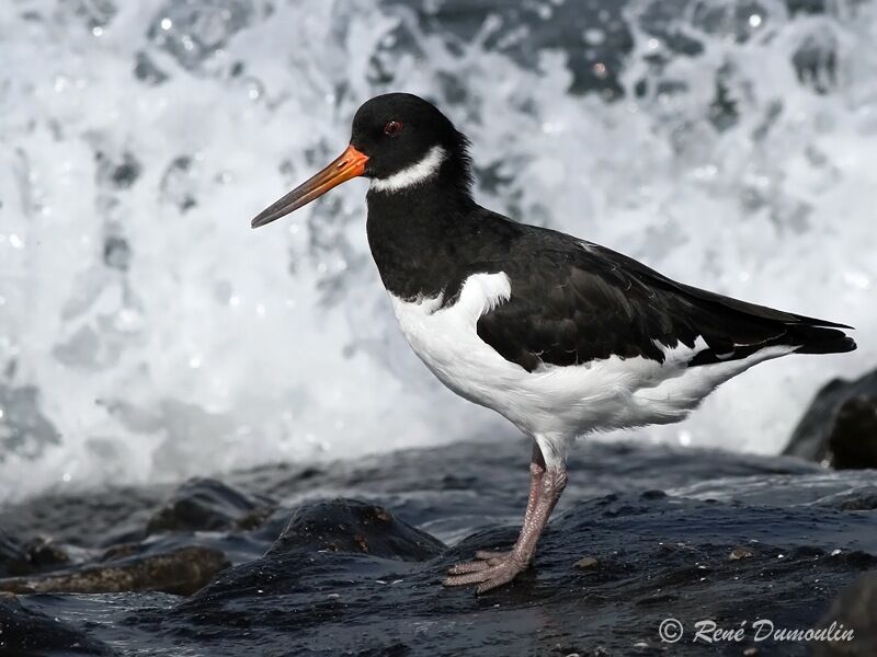 Eurasian Oystercatcher, identification