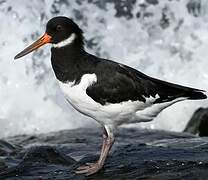 Eurasian Oystercatcher