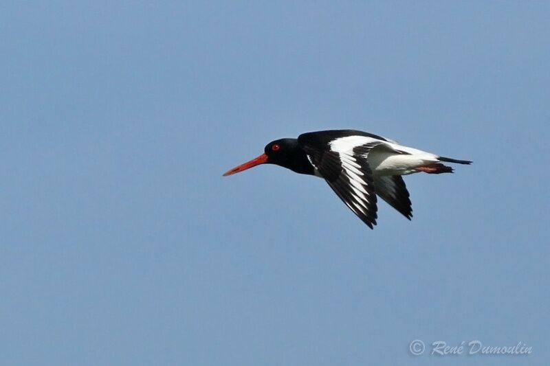 Eurasian Oystercatcheradult, Flight