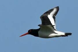 Eurasian Oystercatcher