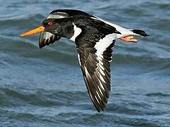 Eurasian Oystercatcher