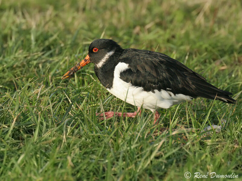 Eurasian Oystercatcherimmature