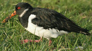 Eurasian Oystercatcher