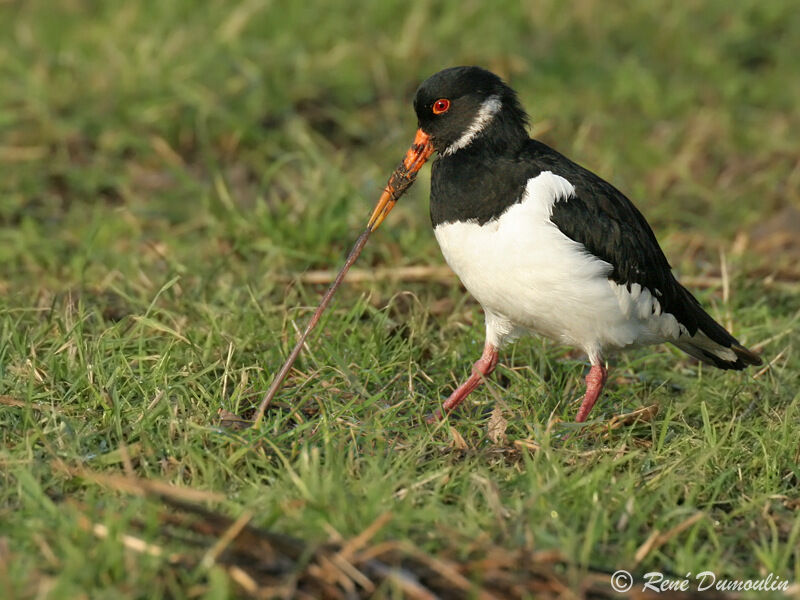 Eurasian Oystercatcherimmature