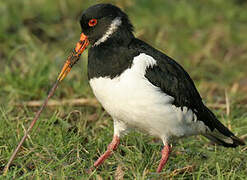 Eurasian Oystercatcher