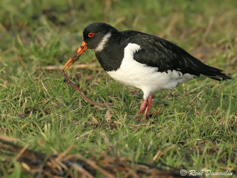 Eurasian Oystercatcher