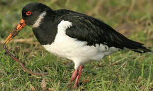 Eurasian Oystercatcher