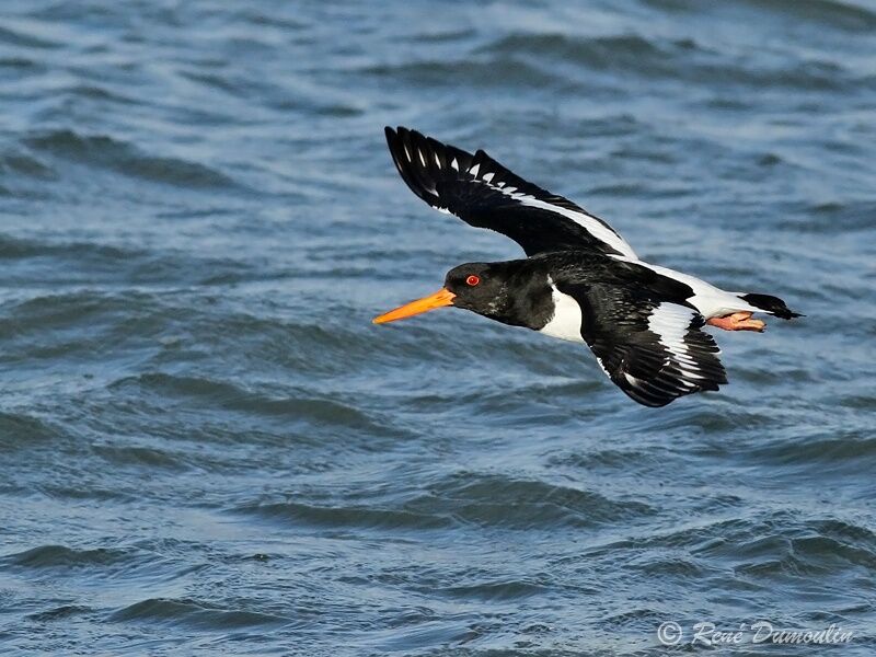 Eurasian Oystercatcheradult post breeding, Flight