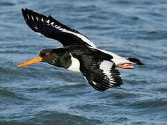 Eurasian Oystercatcher