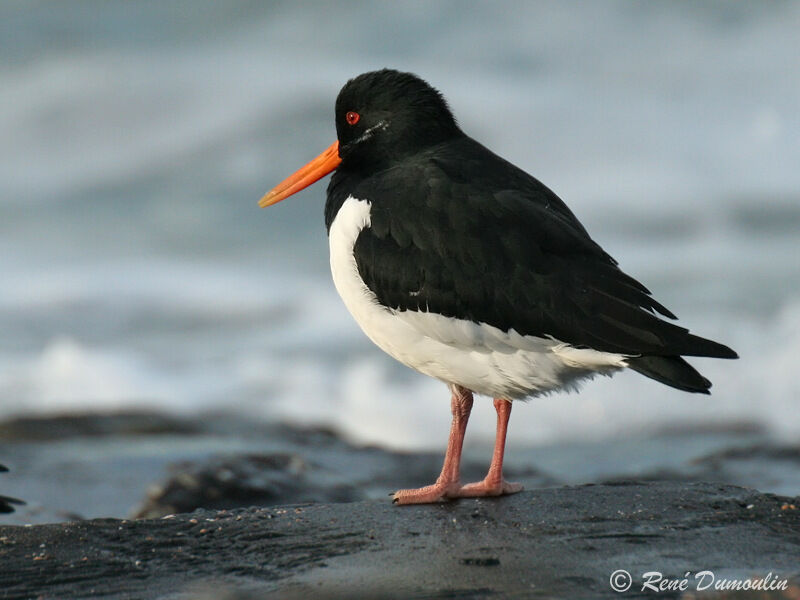 Eurasian Oystercatcherimmature