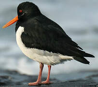 Eurasian Oystercatcher