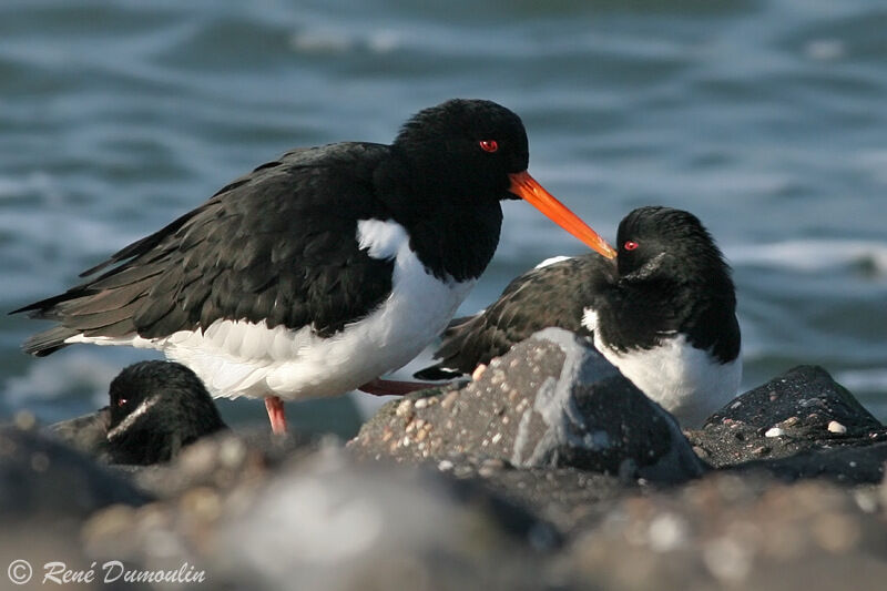 Eurasian Oystercatcheradult, identification