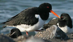 Eurasian Oystercatcher